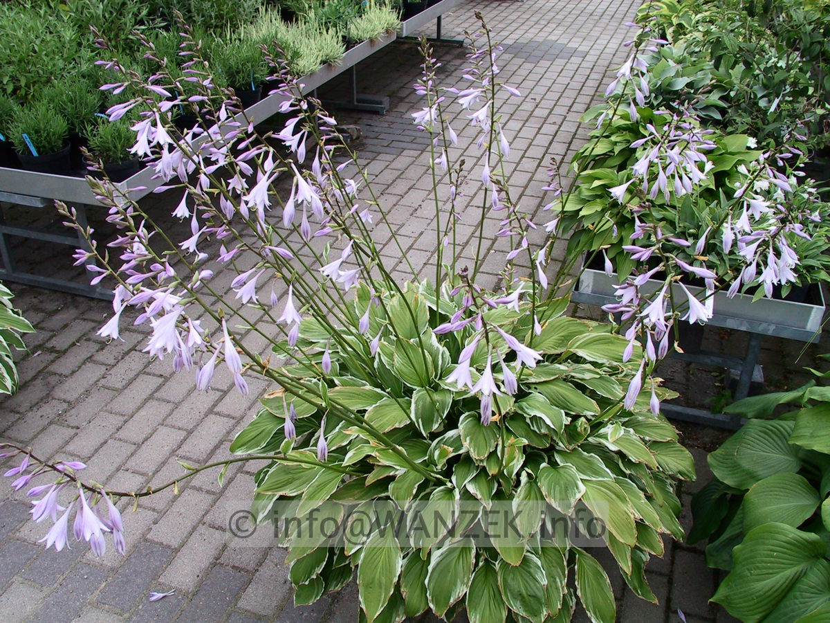 Hosta crispula Lutescens - bluehend.jpg